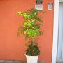 Vaso Area Externa da Casa